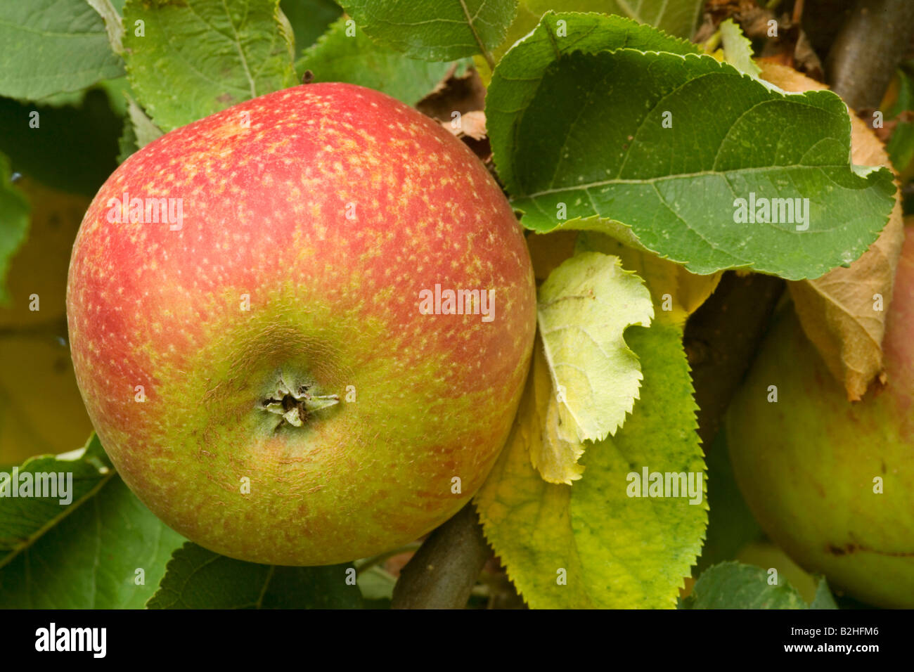 Malus Malus Domestica Äpfel Rabapples pommier Obst Stockfoto