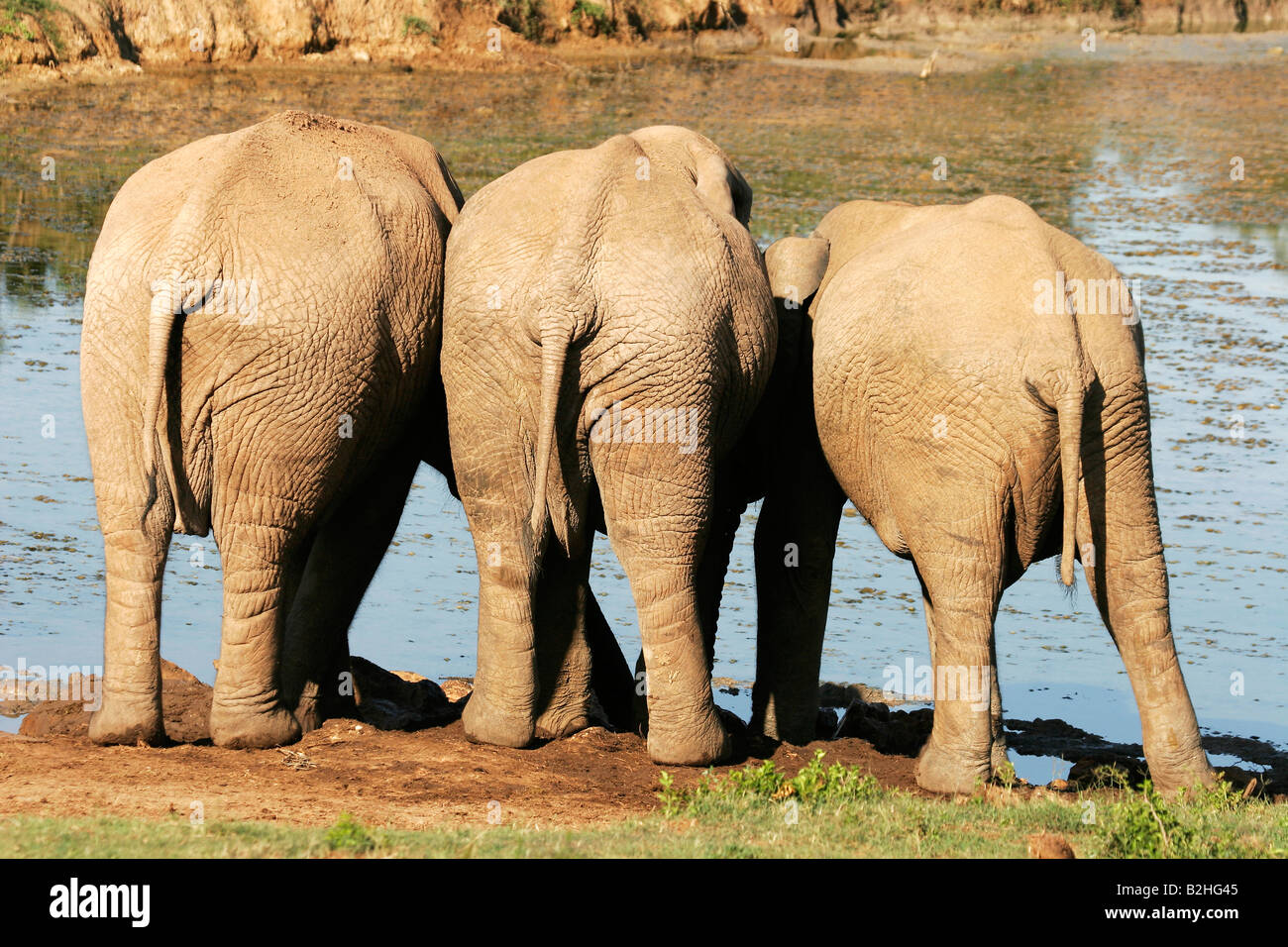 Addo Elephant National Park in Südafrika Suedafrika Afrikanischer Elefant, Afrikanischer Elefant Stockfoto