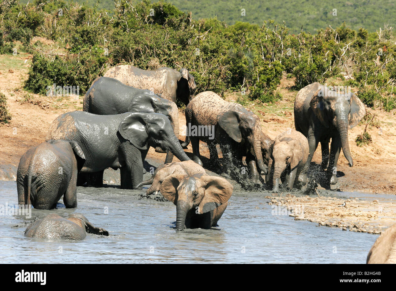 Addo Elephant National Park in Südafrika Suedafrika Afrikanischer Elefant, Afrikanischer Elefant Stockfoto