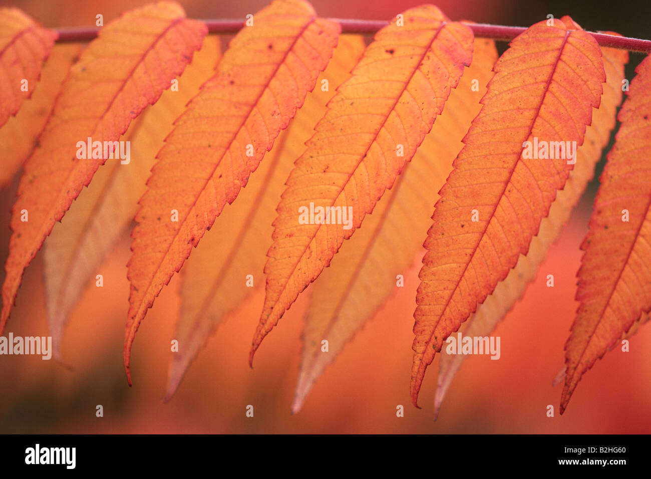 Rhus Typhina Staghorn Sumach Baden-Württemberg Deutschland Strauch stills noch Hintergrund Hintergründe Muster Nahaufnahme Stockfoto Rhus Typhina Staghorn Sumach Baden-Württemberg Deutschland Strauch stills noch Hintergrund Hintergründe Muster Nahaufnahme Stockfoto