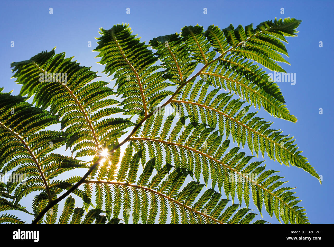 Bremse Farn Pteridophyta noch Standbilder Hintergründe Hintergrundmuster Makro Nachbild Natur grün Detail Nahaufnahme Stockfoto