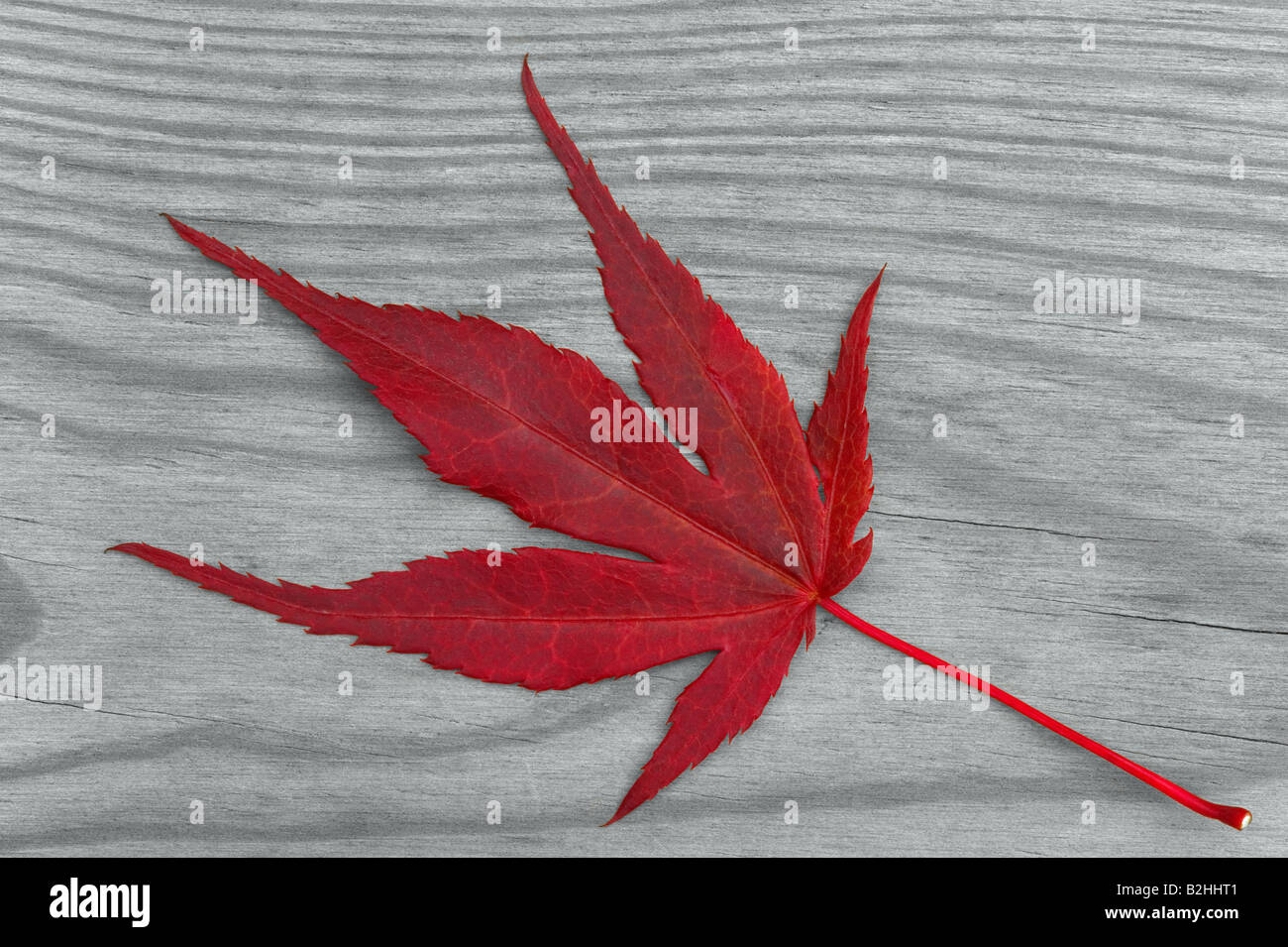 Rotes Ahornblatt auf einem grauen Hintergrund Holz Stockfoto
