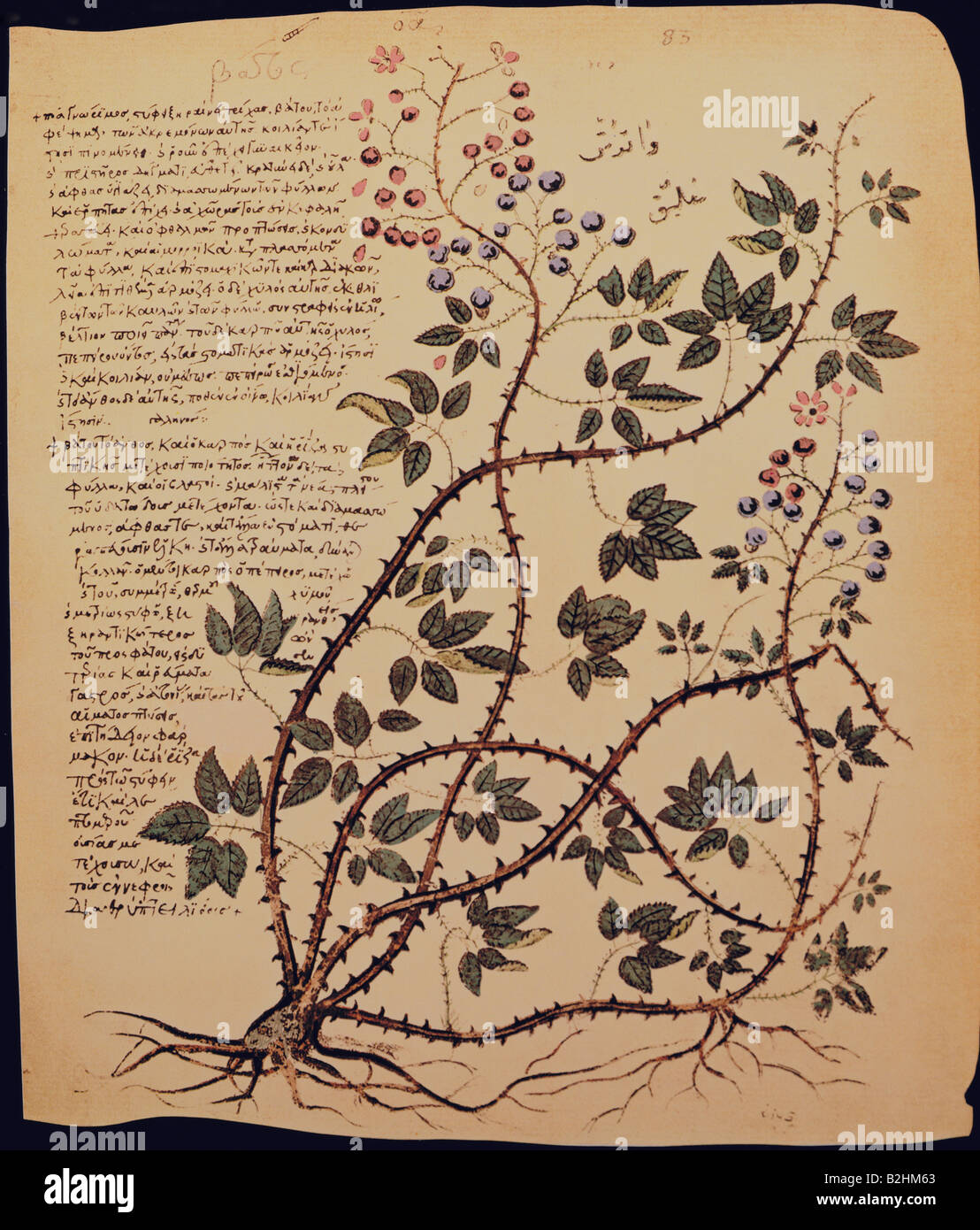 Botanik, Früchte, Bilbery (Vaccinium myrtillus), Miniatur, "de materia medica" von Pedanios Dioscurides, Constantinoplana, 512/513, Österreichische Nationalbibliothek, Stockfoto