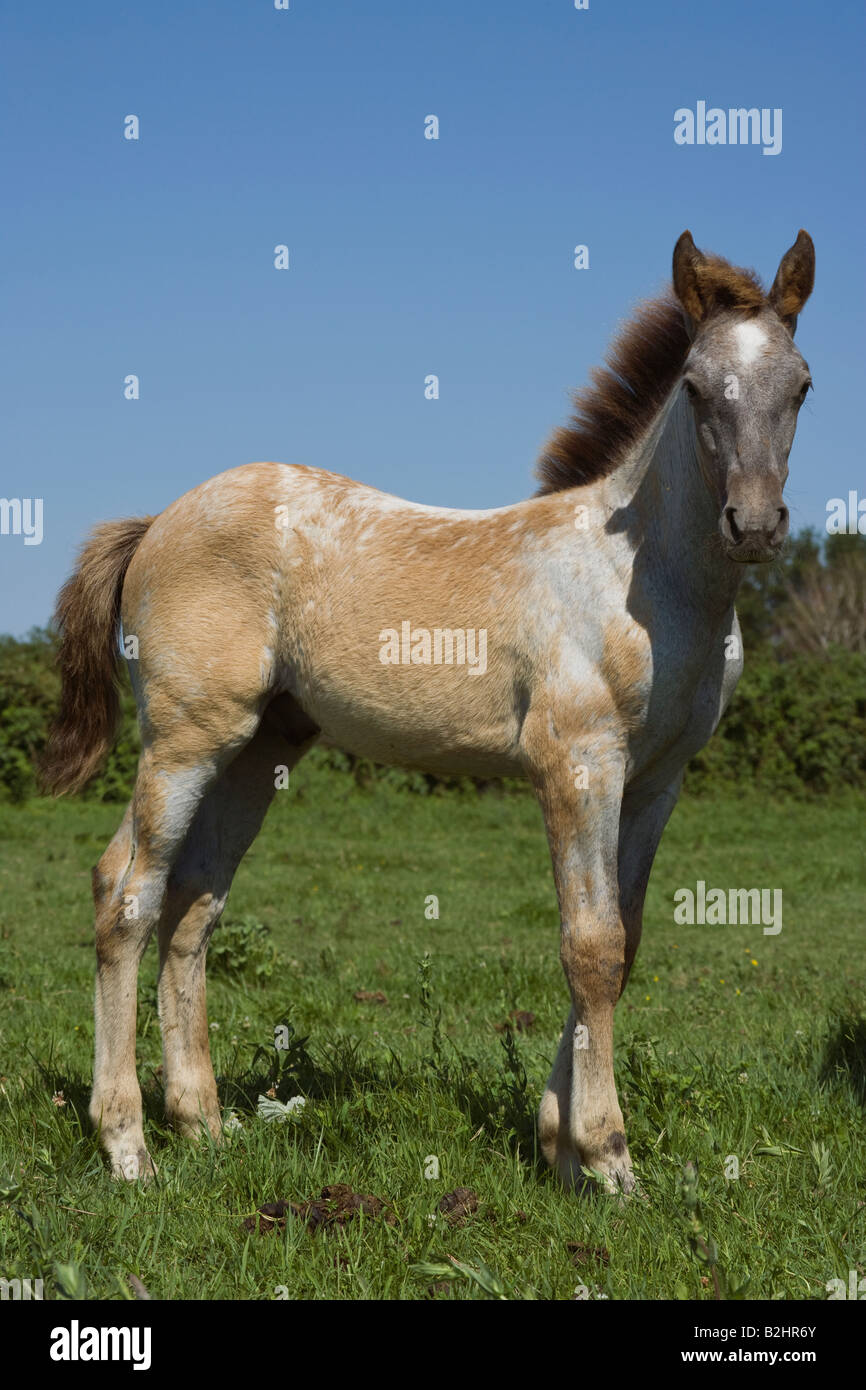 Pferd Camargue Provence Wild Frankreich Französisch kostenlos Stockfoto