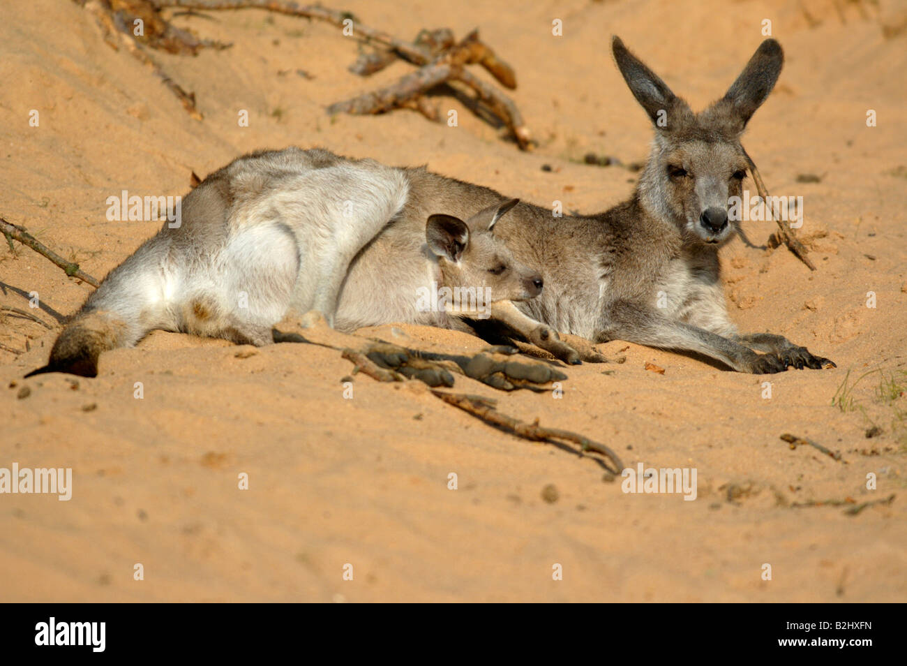 Oestliches Graues Riesenkaenguru Macropus Giganteus östliche graue Känguru Stockfoto