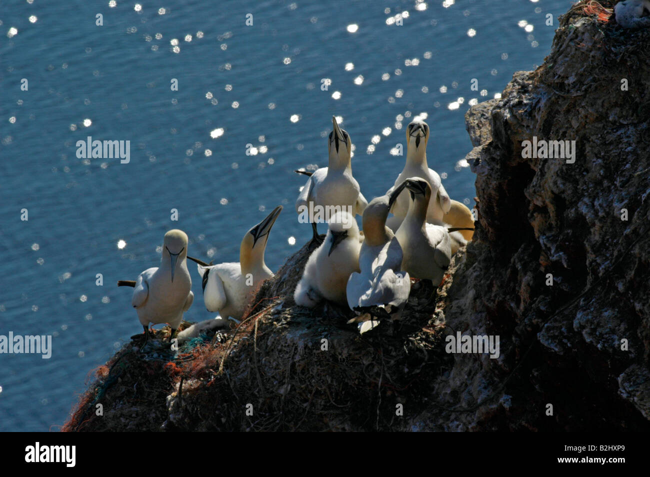 Nördlichen Basstölpel Morus Bassanus große Seevogel Norden Basstölpel Helgoland Schleswig Holstein-Deutschland Stockfoto