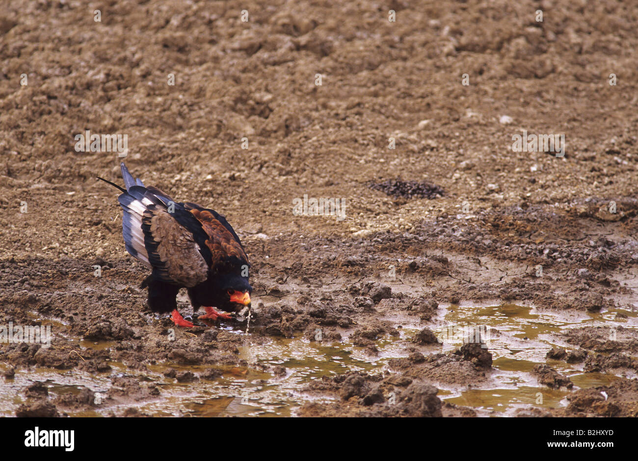 Bateleur Terathopius Ecaudatus Raubvogel Raptor trinken Südafrika Südafrika Stockfoto