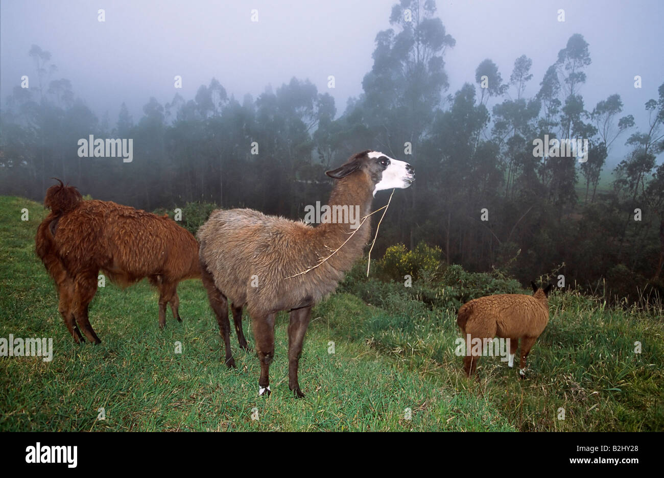 Lama Lama Glama Ecuador Südamerika Highland Berglandschaft Stockfoto