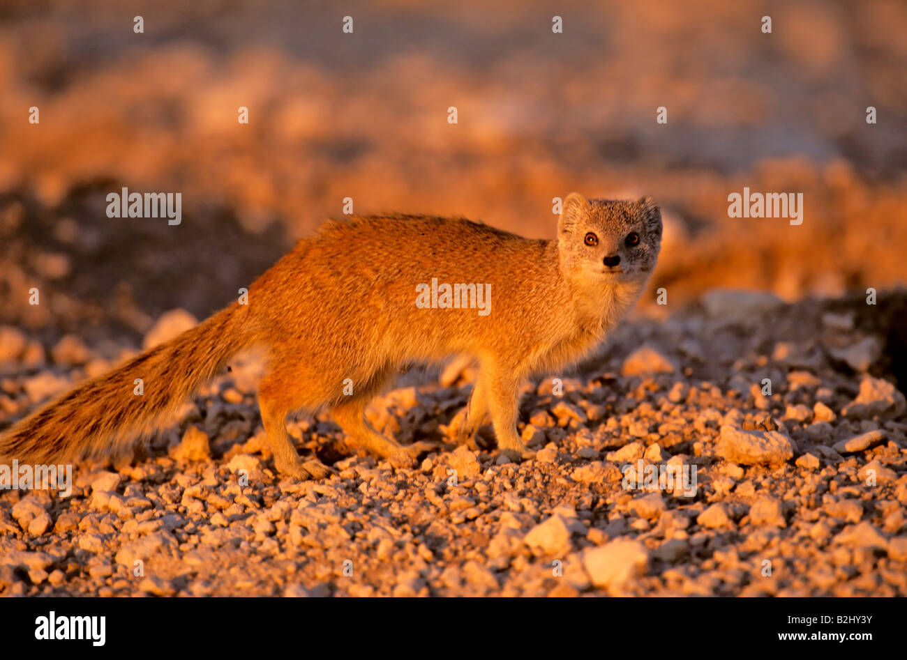 Gelbe Mongoose Cynictis Penicillata Namibia Afrika Mungo Stockfoto