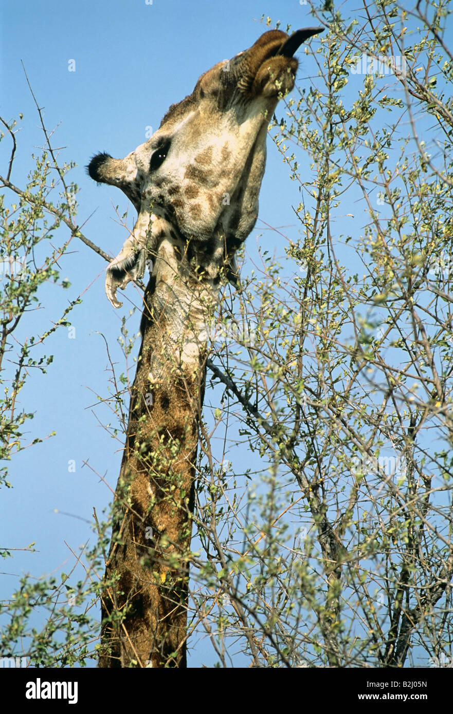 Giraffe Macht Sich Lang Tansania Tansania Afrika Afrika Stockfoto