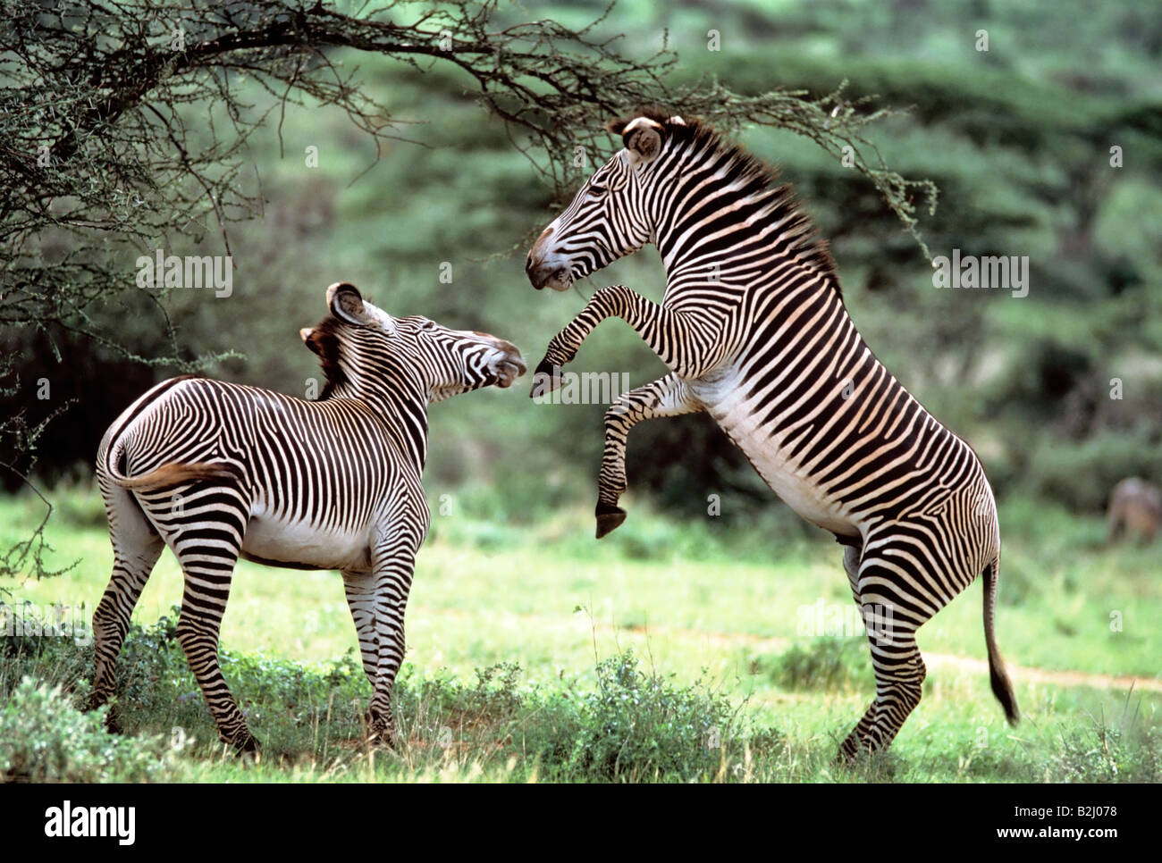 GREVY-Zebra umwerben Equus Grevyi Samburu Kenia Kenia Grevyzebra zebras Stockfoto