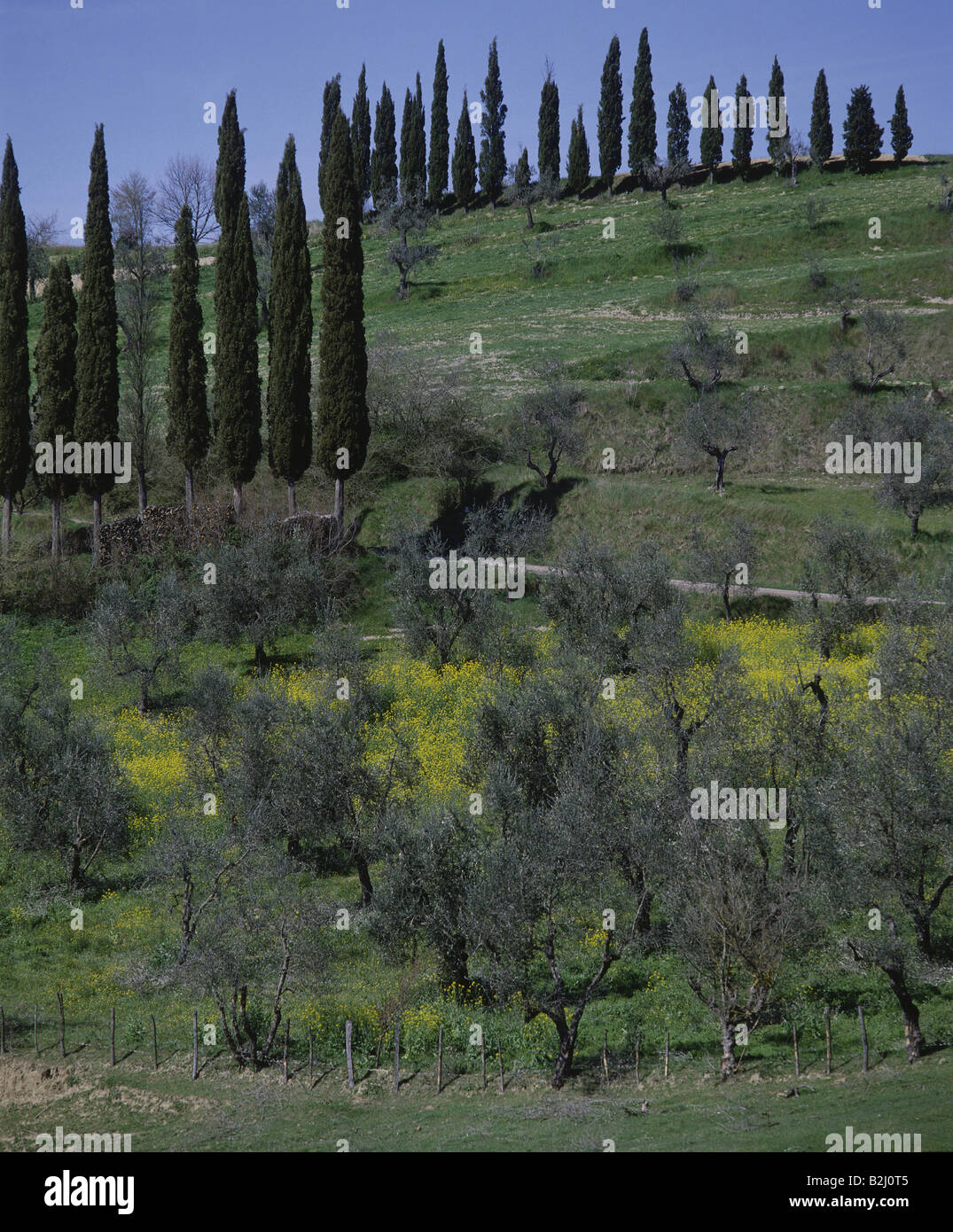 Geographie / Reisen, Italien, Toskana, Landschaft, Landschaft, Zypressen Stockfoto