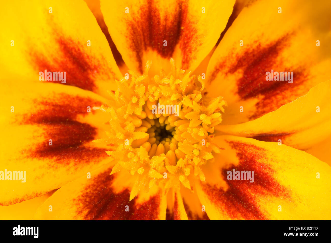 Blossom Ringelblume Tagetes Blume Blüte Nachbild Hintergrund Hintergrund Bild Hintergrund Stockfoto