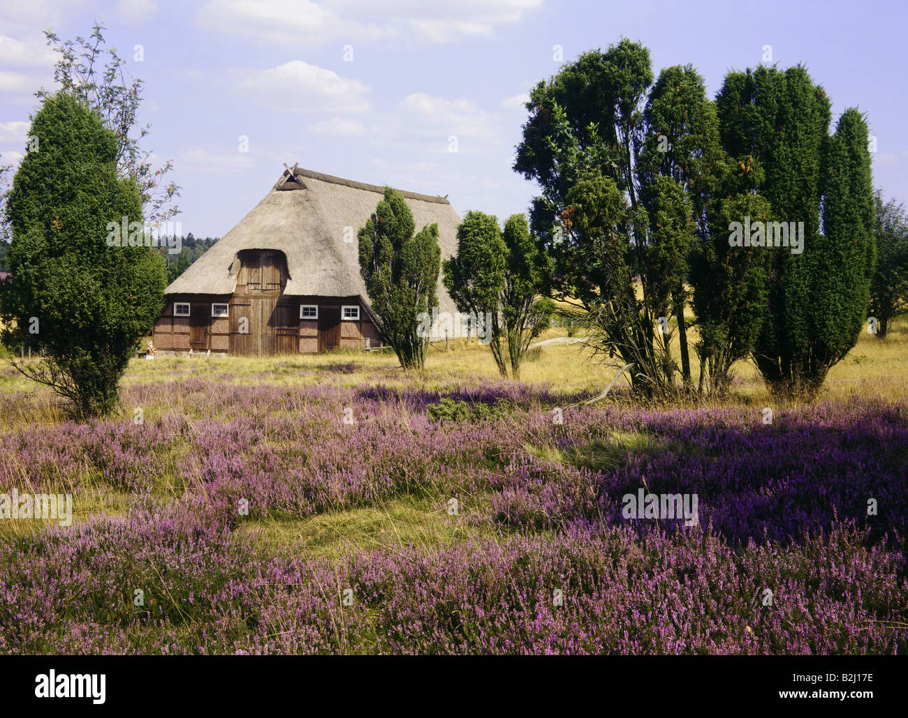 Geographie / Reisen, Deutschland, Niedersachsen, Lüneburg Heath, Lüneburg, Heidelandschaft, Landschaften in der Nähe von Bispingen, für Schafe, vergossen Stockfoto