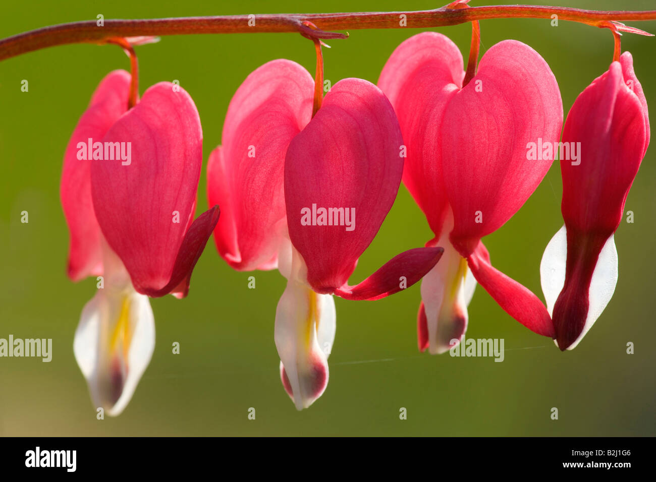 Venuss Auto Herzblume Holländers Hose Dicentra Spectabilis Blüten blühen Stockfoto