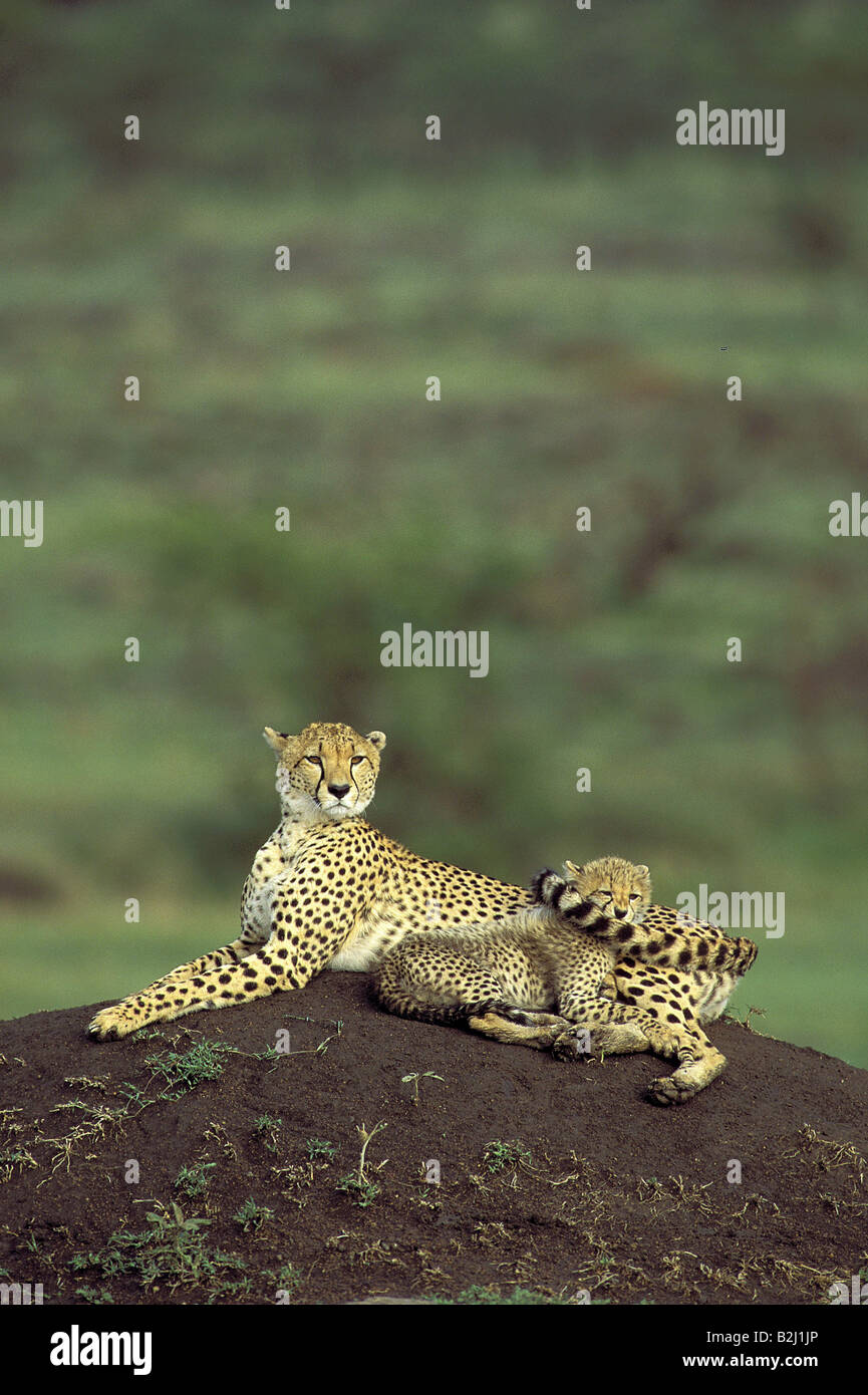 Zoologie / Tiere, Säugetier / Säugetier, Gepard (Acinonyx Jubatus), weibliche Gepardin mit Welpen, Masai Mara, Kenia, Vertrieb: Af Stockfoto