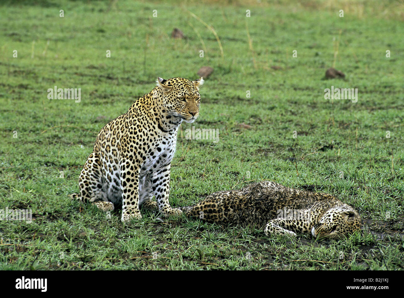 Zoologie / Tiere, Säugetier / Säugetier, Leopard (Panthera Pardus), weibliche Leoparden mit Toten Cub, Masai Mara, Kenia, Vertrieb Stockfoto