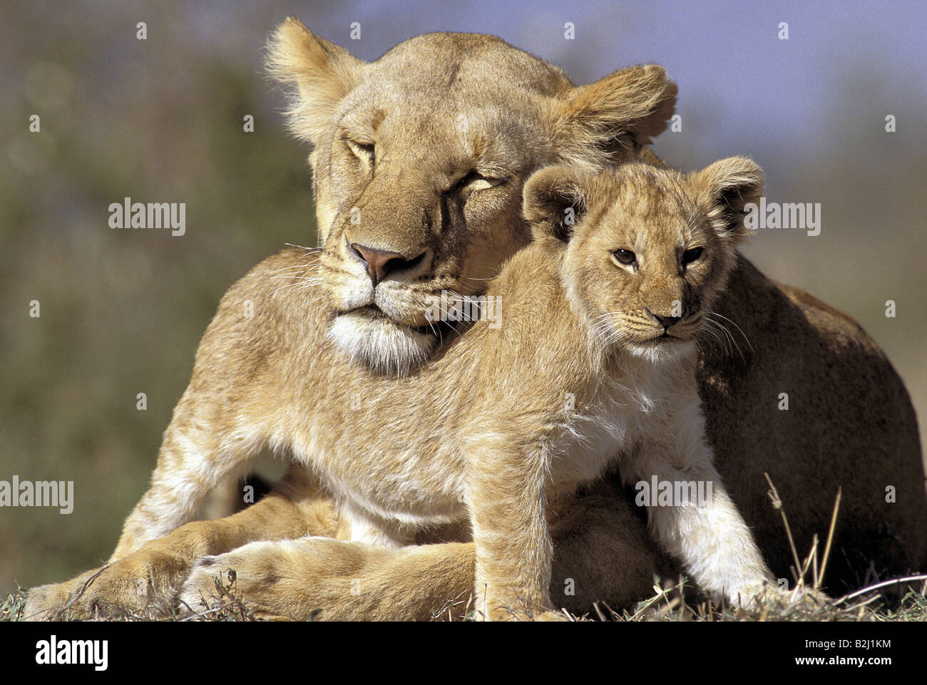 Zoologie / Tiere, Säugetier / Säugetier-, Felidae, Löwe (Panthera Leo), weibliche Löwen mit Cub, Masai Mara Reserve, Kenia, Vertrieb Stockfoto