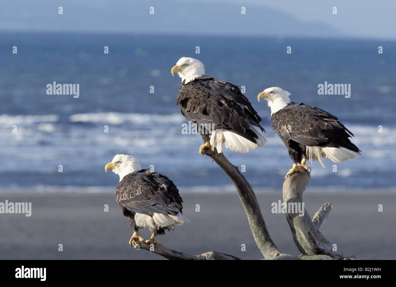 Zoologie / Tiere, Vogelgrippe / Vogel, Accipitridae, Weißkopf-Seeadler (Haliaeetus Leucocephalus), drei Adler sitzt auf Baum, Homer, Alask Stockfoto