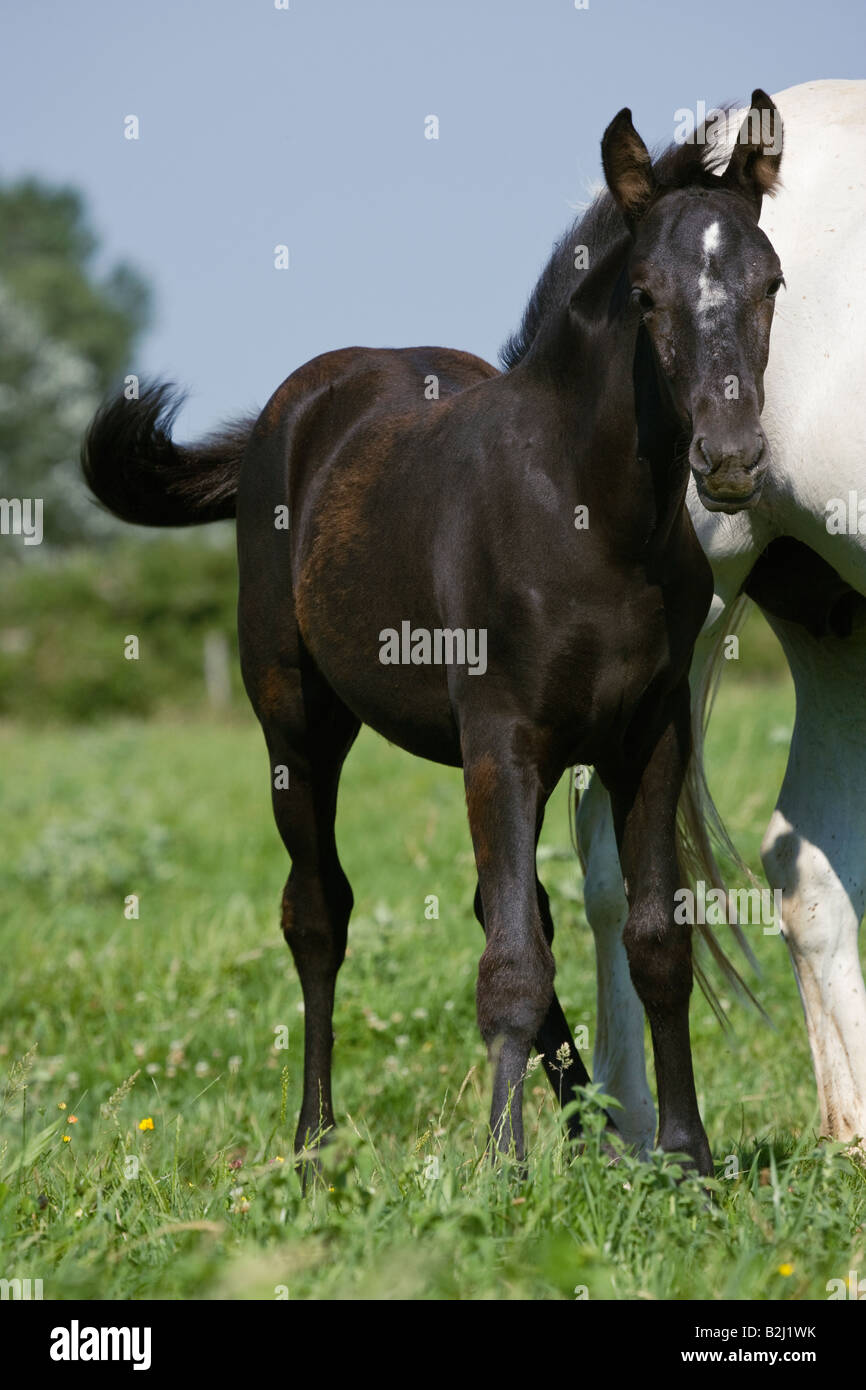 Pferd Camargue Provence Wild Frankreich Französisch kostenlos Stockfoto