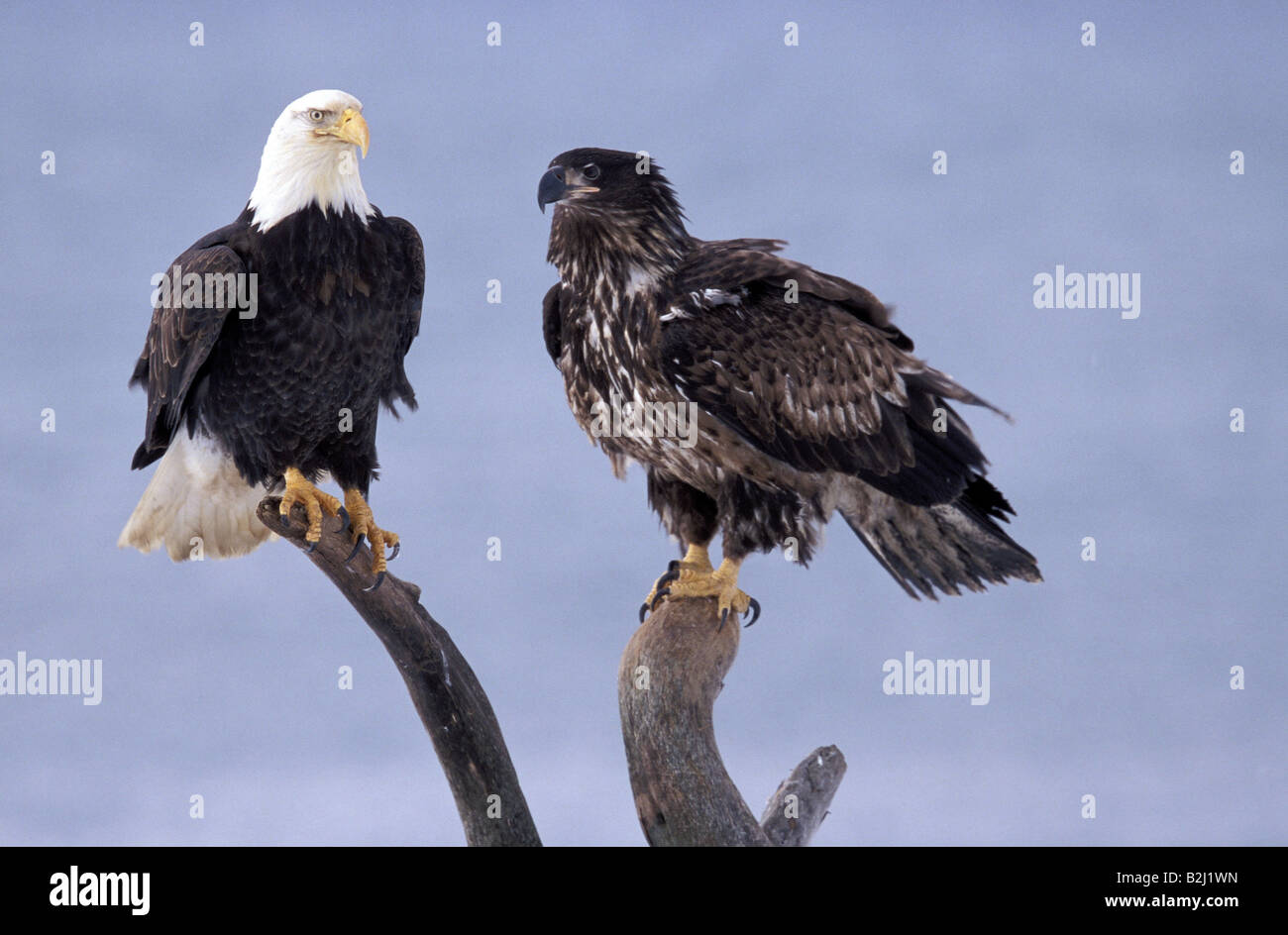 Zoologie / Tiere, Vogelgrippe / Vogel, Accipitridae, Weißkopf-Seeadler (Haliaeetus Leucocephalus), zwei Adler sitzt auf Baum, Squab, Dis Stockfoto