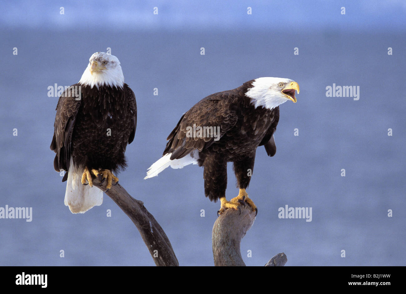 Zoologie / Tiere, Vogelgrippe / Vogel, Accipitridae, Weißkopf-Seeadler (Haliaeetus Leucocephalus), zwei Adler sitzt auf Baum, Homer, Alaska, Stockfoto