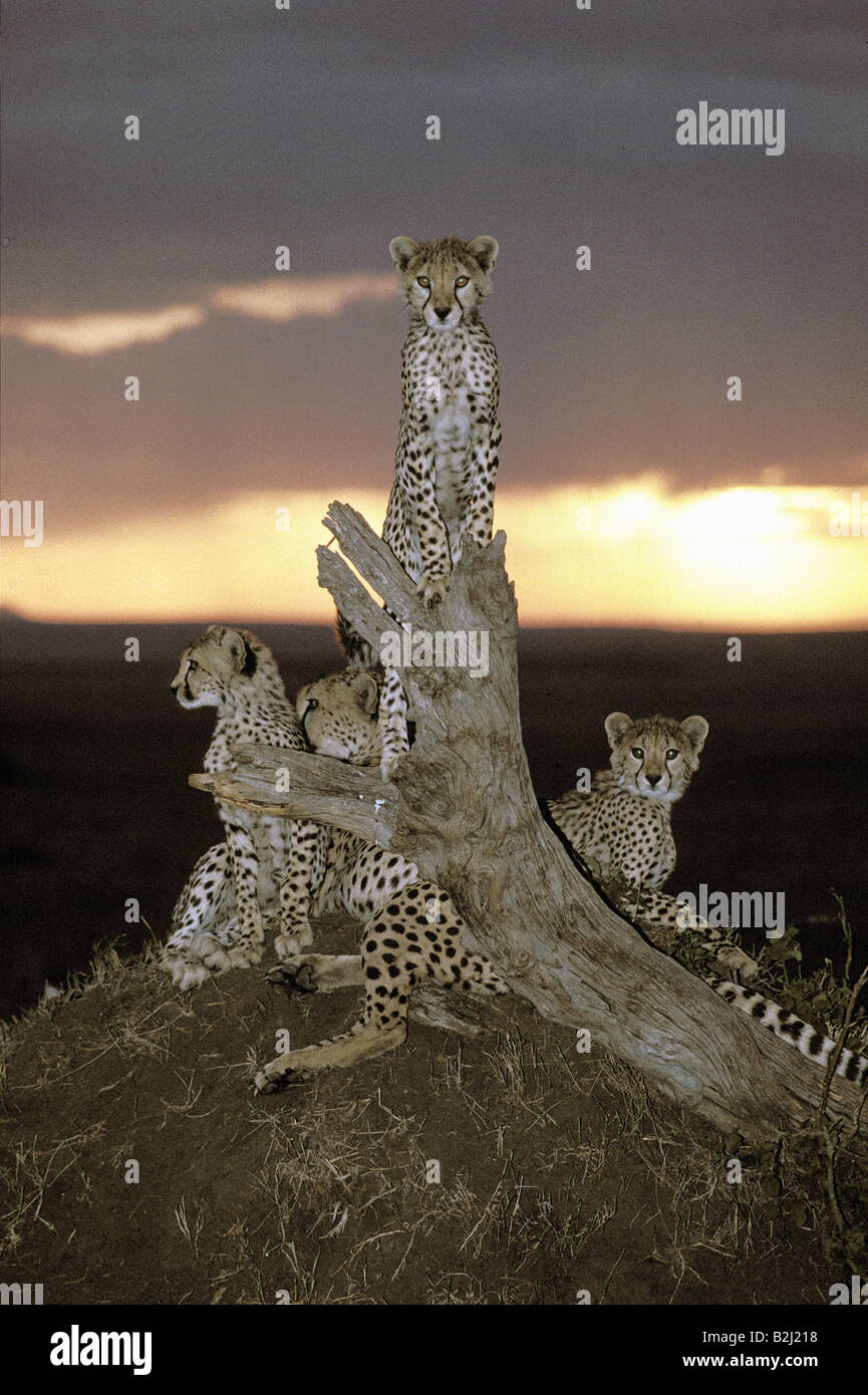 Zoologie / Tiere, Säugetier / Säugetier, Gepard (Acinonyx Jubatus), weibliche Gepardin mit Welpen, Masai Mara, Kenia, Vertrieb: A Stockfoto