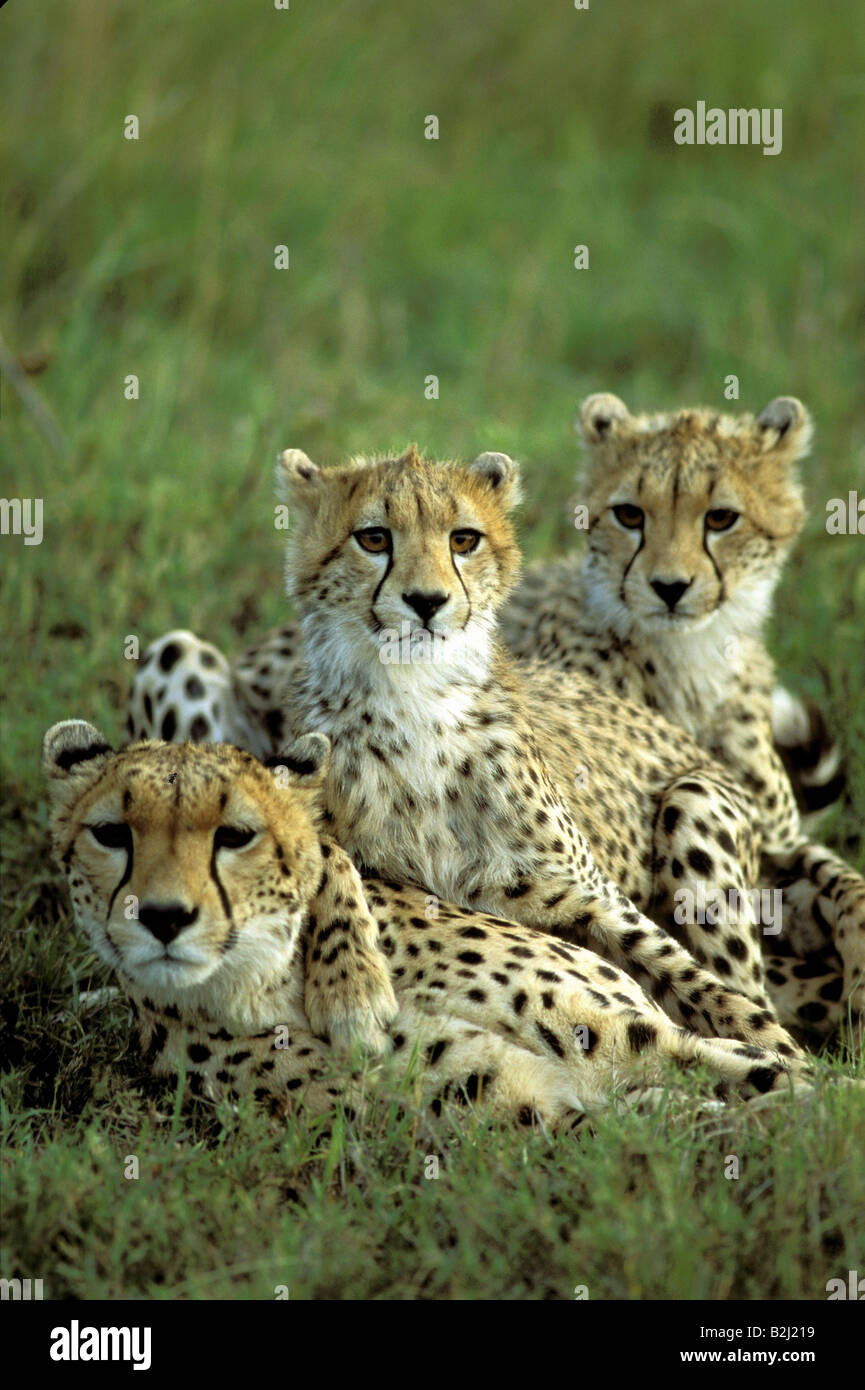 Zoologie / Tiere, Säugetier / Säugetier, Gepard (Acinonyx Jubatus), weibliche Gepardin mit Welpen, Masai Mara, Kenia, Vertrieb: A Stockfoto
