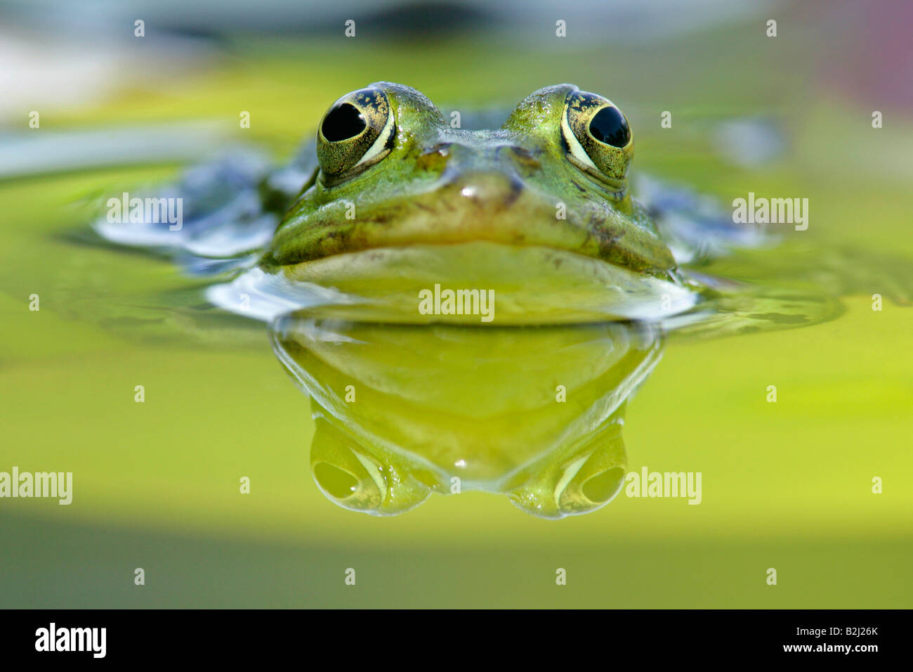 Essbare Frosch außer Esculentus europäischen Frosch Baden-Württemberg Deutschland Stockfoto