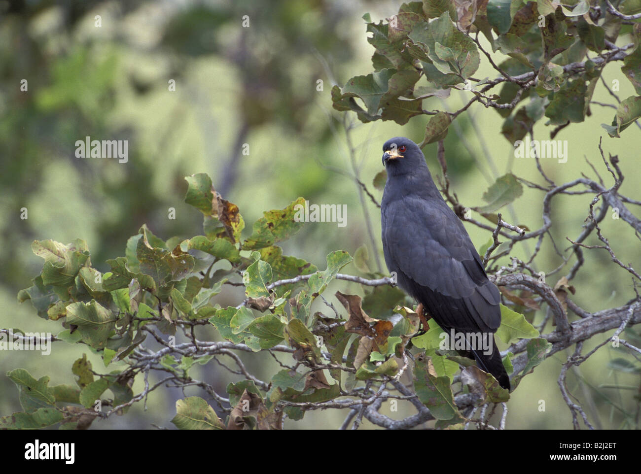Zoologie/Tiere, Vogel/Vogel, Accipitridae, Schnecke Kite (Rostrhamus sociabilis), am Baum, Pantanal, Brasilien sitzen, Verbreitung: Nordamerika, Südamerika, Additional-Rights - Clearance-Info - Not-Available Stockfoto