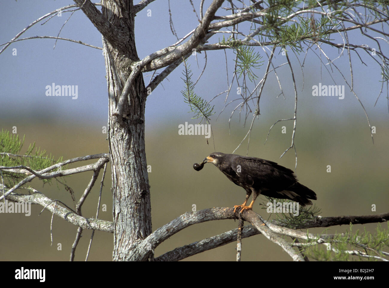 Zoologie/Tiere, Vogel/Vogel, Accipitridae, Schnecke Kite (Rostrhamus sociabilis), am Baum, Florida sitzen, Verbreitung: Nordamerika, Südamerika, Additional-Rights - Clearance-Info - Not-Available Stockfoto