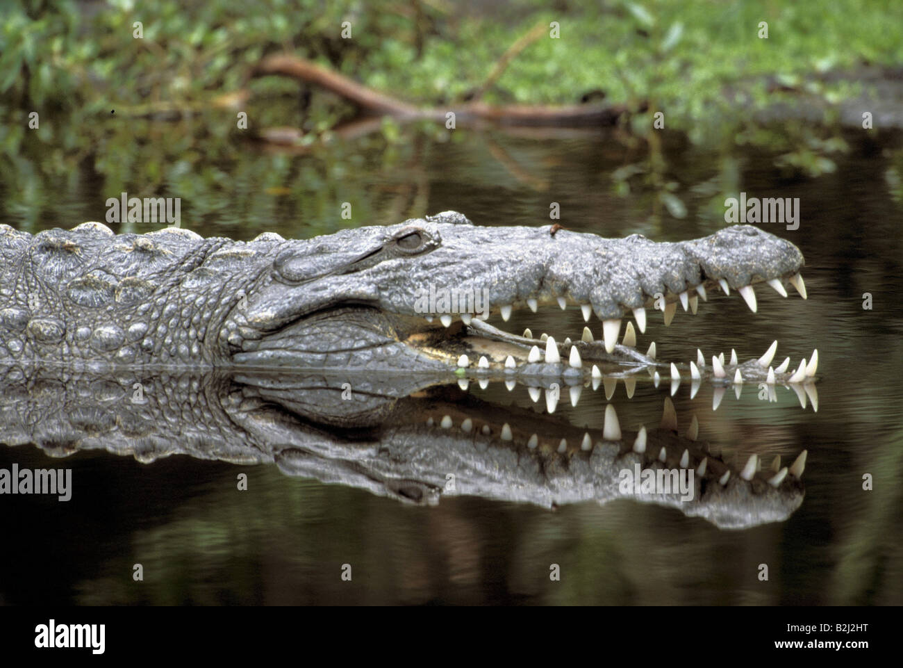 Zoologie/Tiere, Reptilien, Krokodile, Spitzkrokodil (Crocodylus acutus), in Wasser, Florida, Distribution: Konföderierte Staaten von USA,, Additional-Rights - Clearance-Info - Not-Available Stockfoto