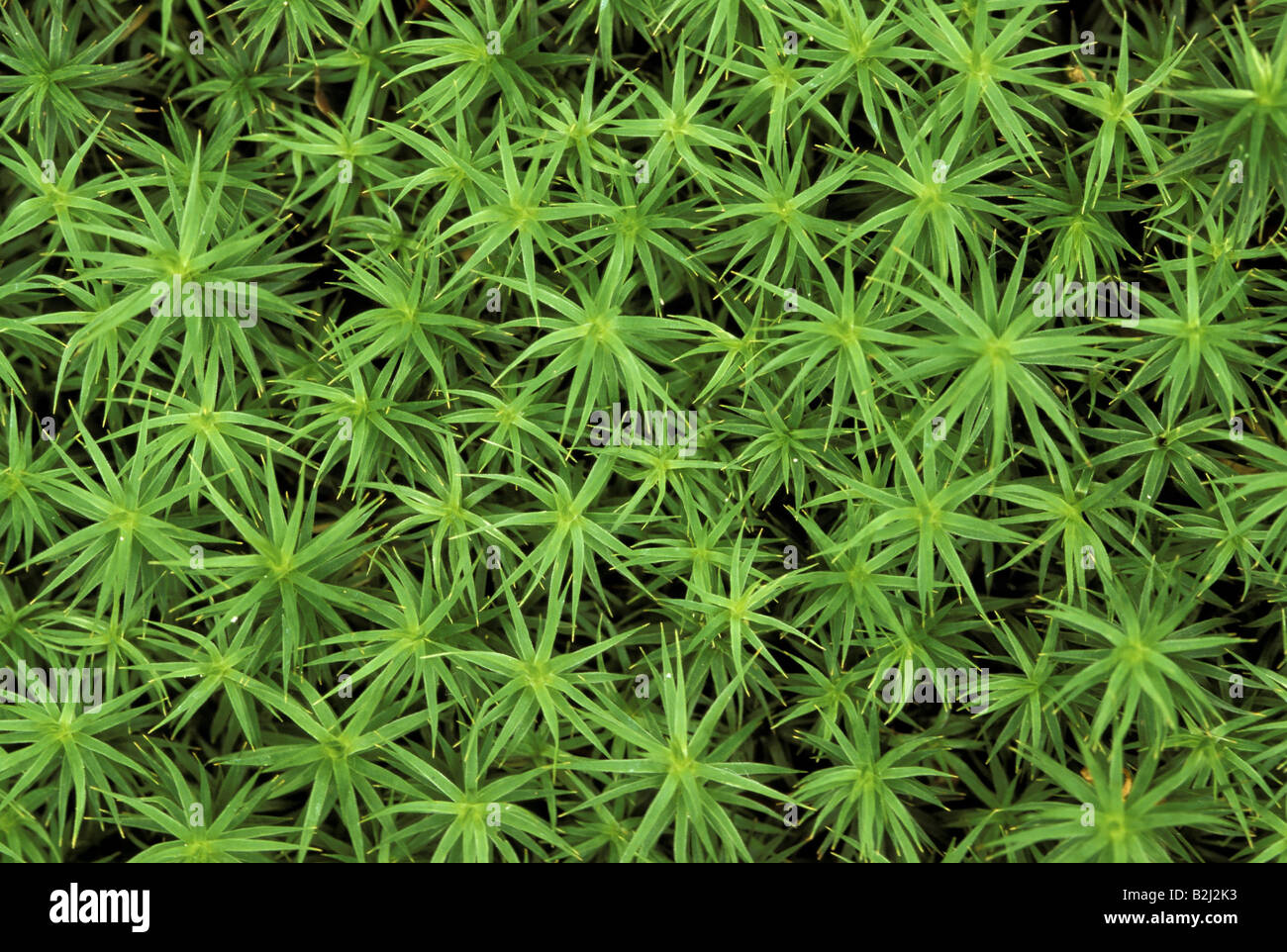 Botanik, Moos, Common Haircap, (Polytrichum commune), Nationalpark Bayerischer Wald, Additional-Rights - Clearance-Info - Not-Available Stockfoto