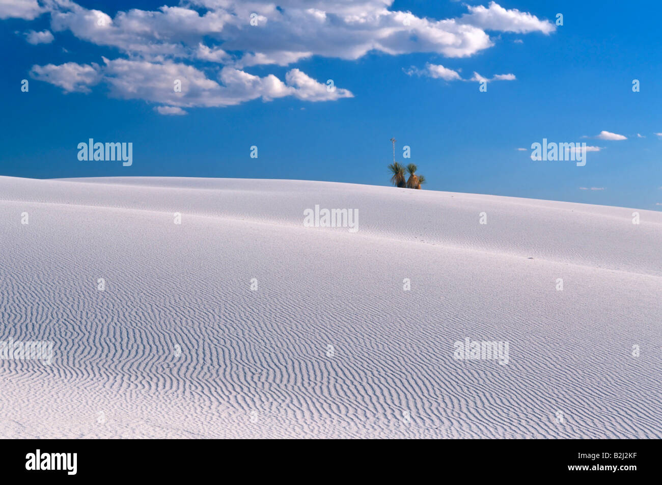 weiße Dünen Gips Düne Feld white Sands National Monument Chihuahua Wüste Chihuahua Wüste New-Mexico-usa Stockfoto