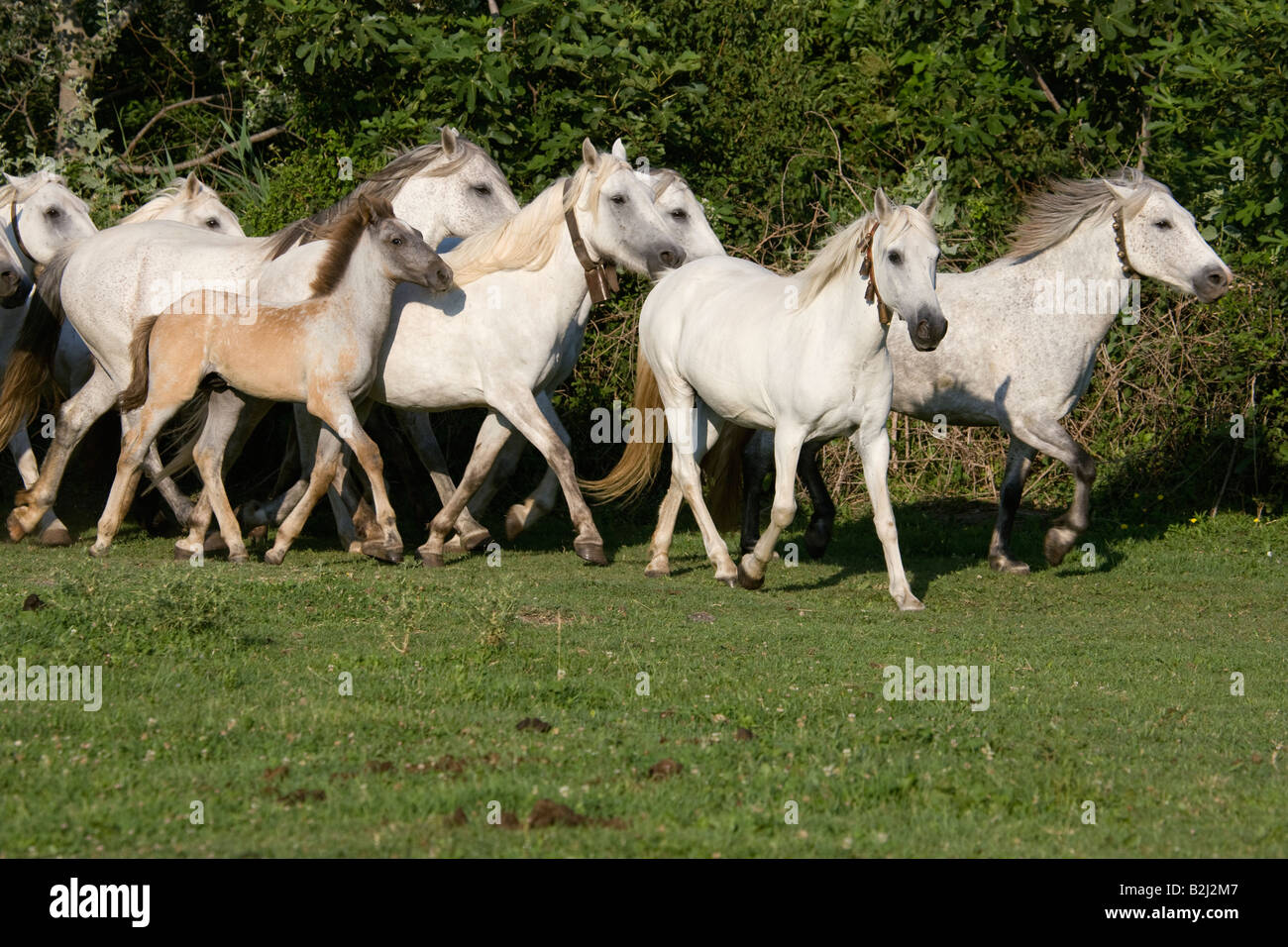 Pferd Camargue Provence Wild Frankreich Französisch kostenlos Stockfoto