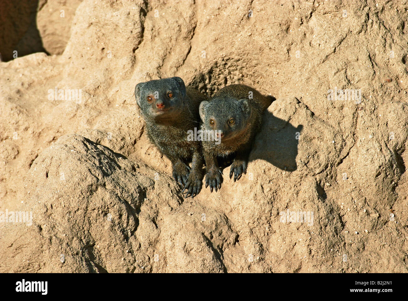 Ethiopian dwarf mongoose Fotos und Bildmaterial in hoher Auflösung