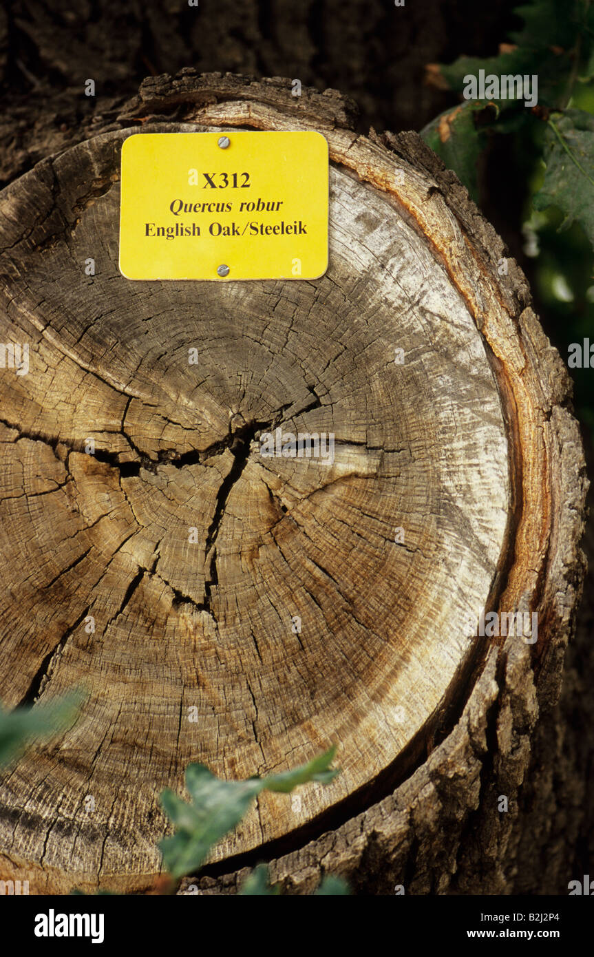 Graaff-Reinet, Südafrika, Nahaufnahme, Detail, Illustration, Identifikationsschild im Querschnitt des englischen Eiche Baums Quercus robur Stockfoto