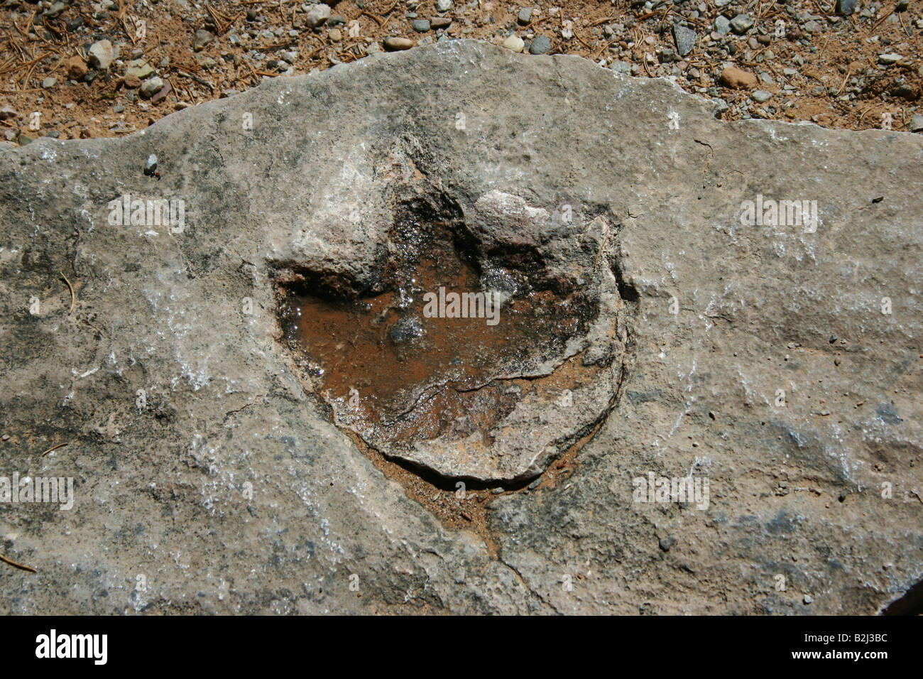Versteinerter Fußabdruck von einem drei toed fleischfressender theropoder Dinosaurier Stockfoto
