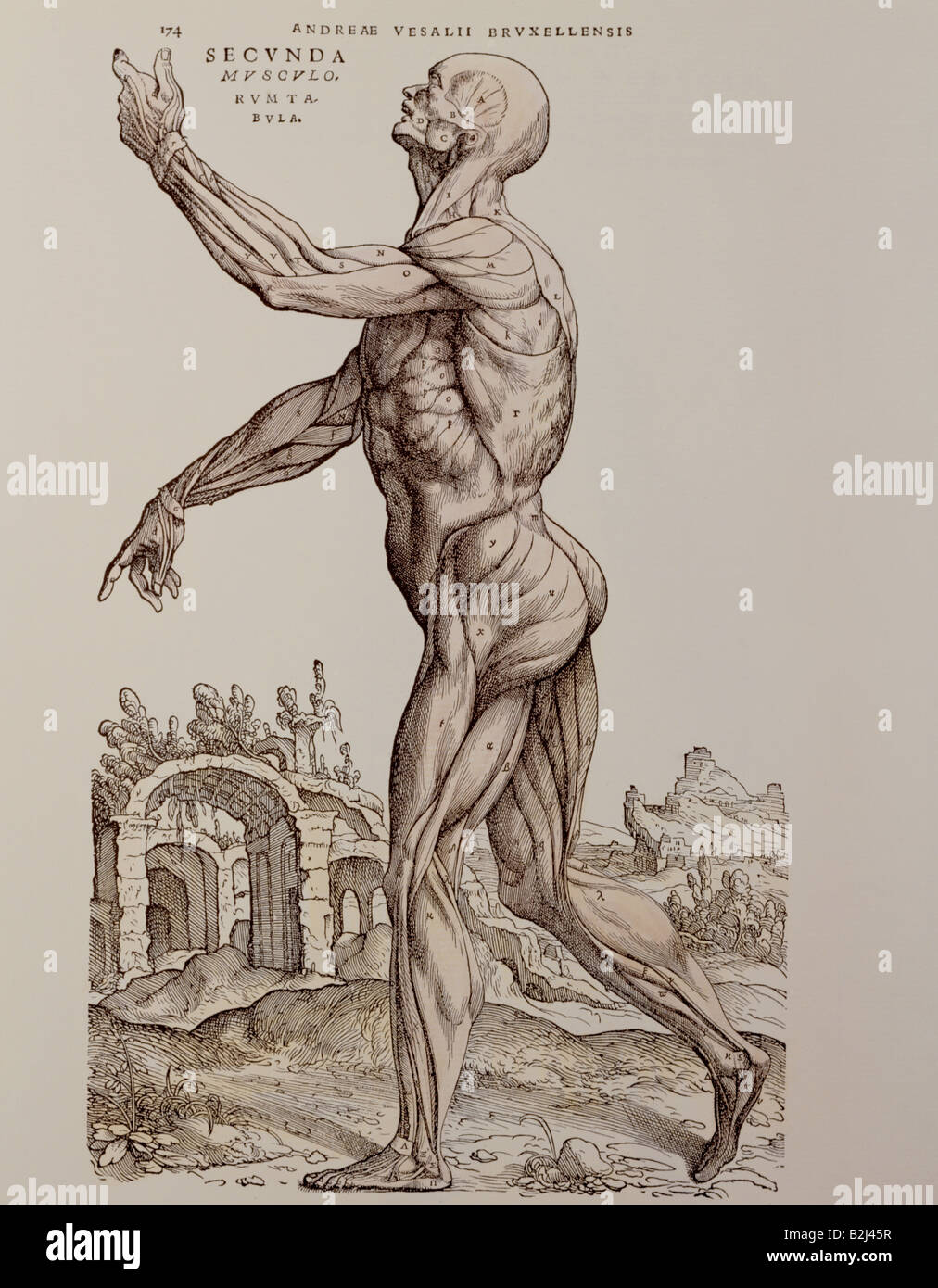 Medizin, Anatomie, Muskeln, Holzschnitt, "de humani corporis fabrica" von Andreas Vesalius, 1543, Privatsammlung, Stockfoto