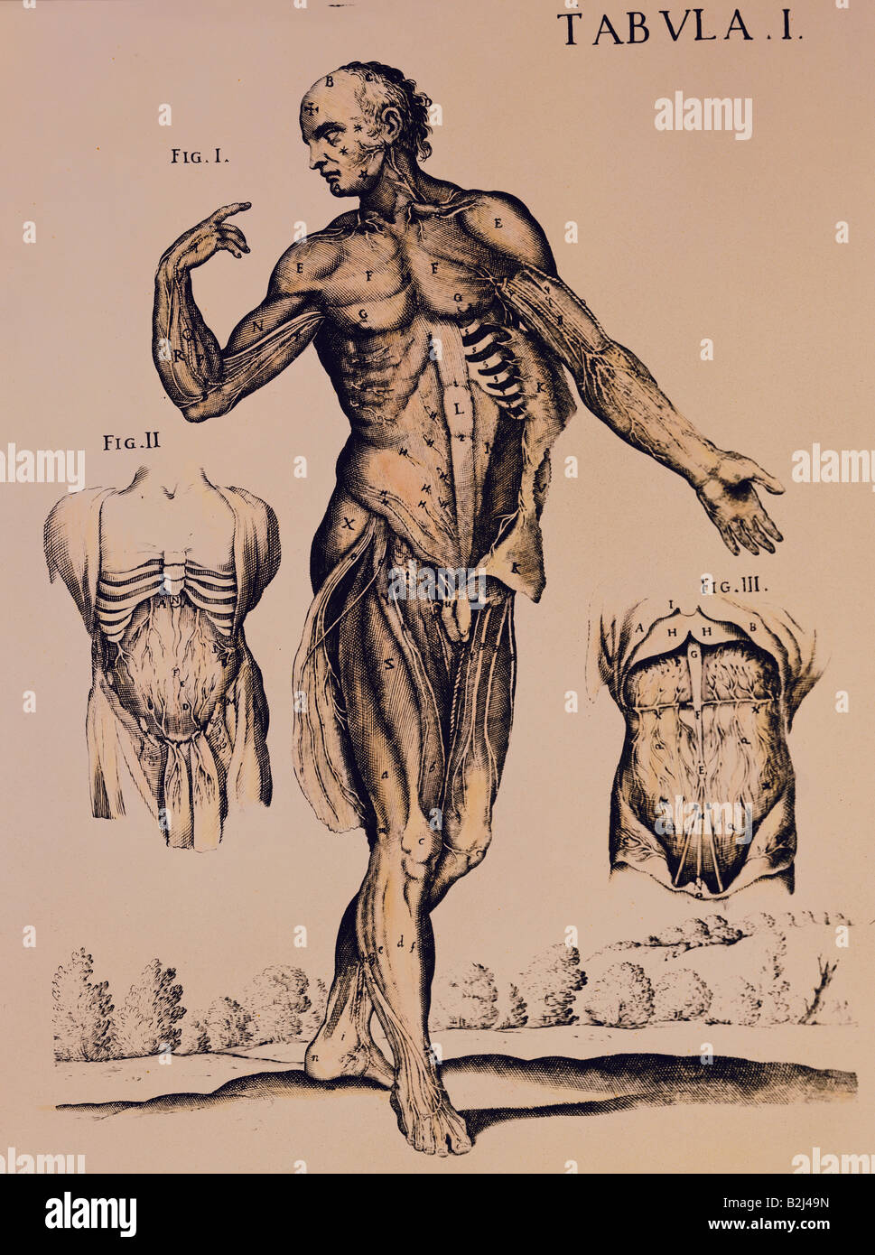 Medizin, Anatomie, männlichen Körper, Kupferstich, anatomischen Atlas von Berrettini, Bologna, ca. 1680, Artist's Urheberrecht nicht geklärt zu werden. Stockfoto