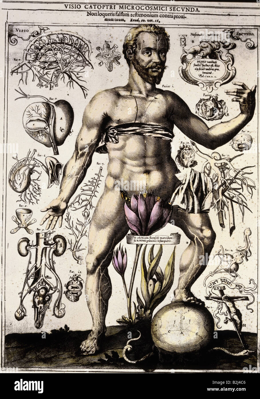 Medizin, Anatomie, männlichen Körper, Kupferstich von J.Remmelin, 18. Jahrhundert, private Sammlung, Menschliche Körper, Organe, Okkultismus, historisch, historische, Personen, Artist's Urheberrecht nicht geklärt zu werden. Stockfoto