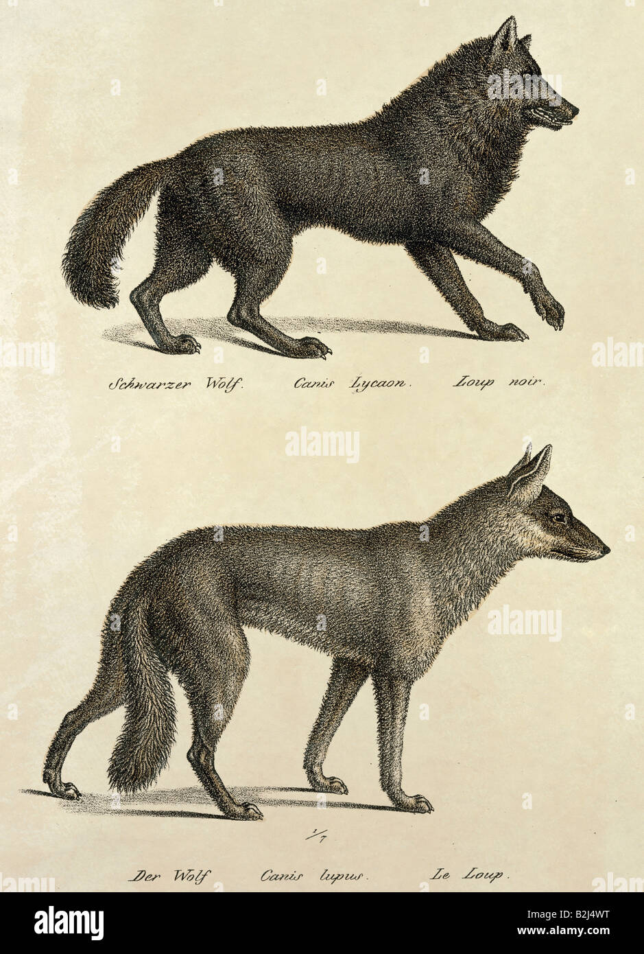 Zoologie/Tier, Säugetier/Säugetier, wolfs, oben: Ostwolf (Canis lupus lycaon), unten: Eurasischer Wolf (Canis lupus lupus), Kreide-Lithograph, farbig, von Carl J. Brodtmann, aus "Naturhistorische Abbildungen der Saeugethiere" (Naturhistorische Bilder von Säugetieren), 1827, Zürich, Schweiz Stockfoto