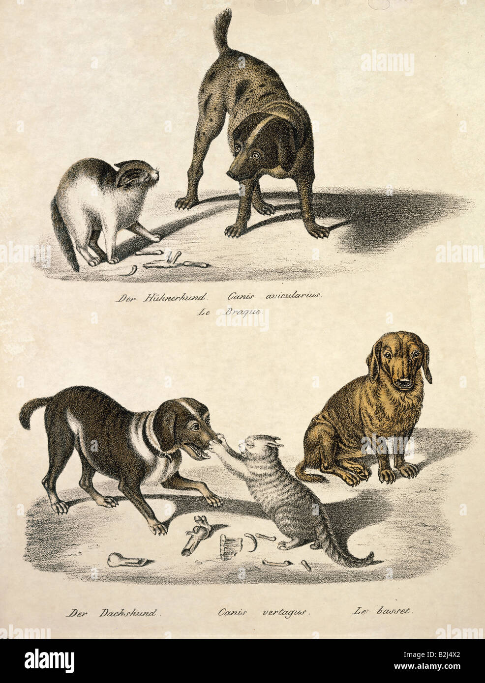 Zoologie/Tier, Säugetier/Säugetier, Hunde, oben: Zeiger (Canis avicularius), unten: Dachshund (Canis vertagus), Kreide-lithograph, farbig, von Carl J. Brodtmann, aus "Naturhistorische Abbildungen der Saeugethiere" (Naturhistorische Abbildungen von Säugetieren), Zürich, Schweiz, 2102163, Stockfoto