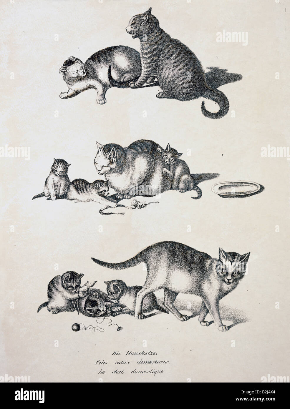 Zoologie/Tier, Säugetier/Säugetier, Katzen, Hauskatze (Felis catus domesticus), Kreide-lithograph, farbig, von Carl J. Brodtmann, aus "Naturhistorische Abbildungen der Saeugethere" (Naturhistorische Bilder von Säugetieren), Zürich, Schweiz, 21027/680, Stockfoto