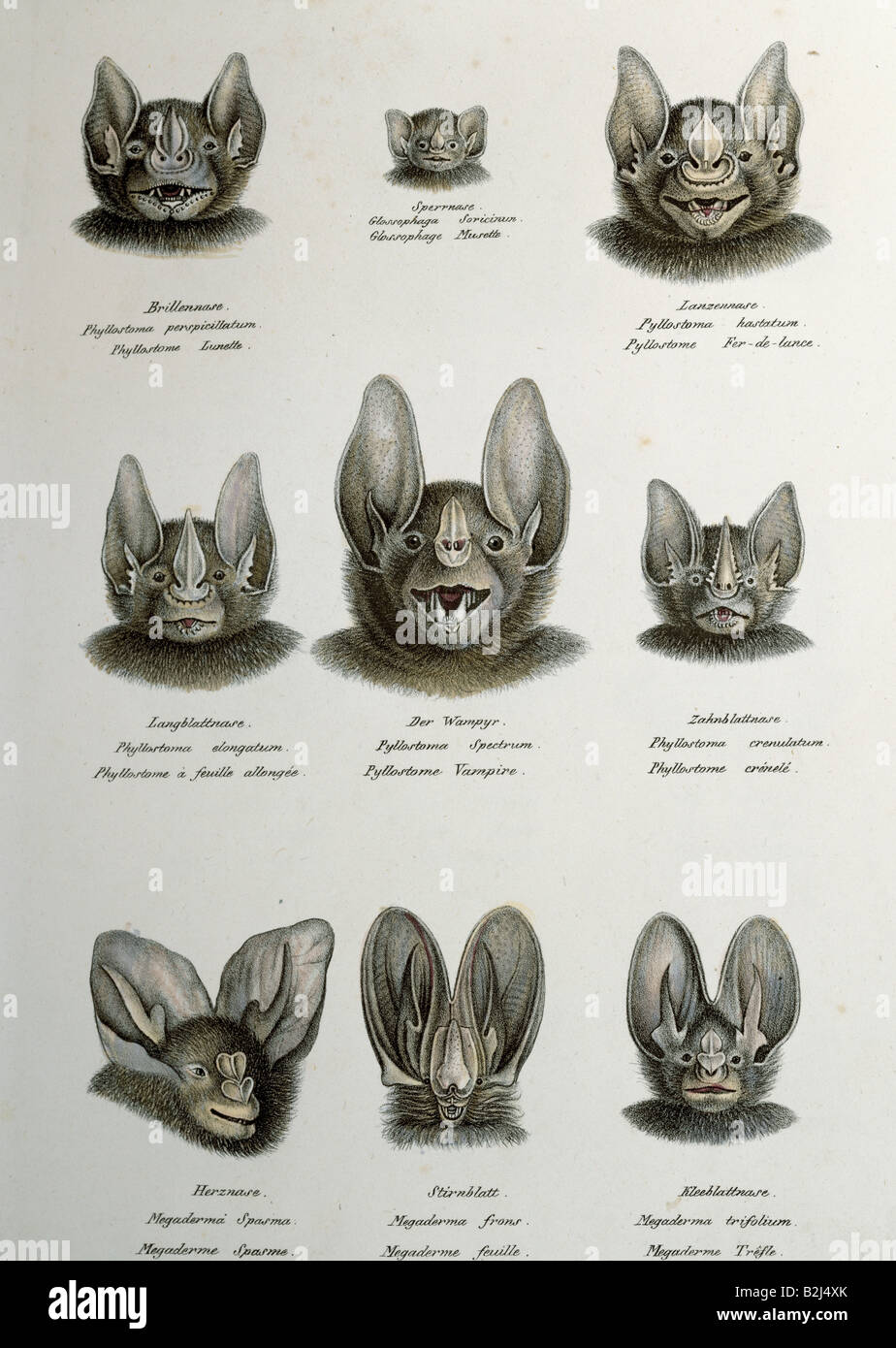 Zoologie/Tier, Säugetier/Säugetier, Fledermäuse (Chiroptera), Mikrochiroptera, Blattnasenfledermäuse (Phyllostomidiae), verschiedene Arten, lithographisch, farbig, von Carl J. Brodtmann, von "Naturhistorische Abbildungen der Saeugethiere" (Naturhistorische Abbildungen von Säugetieren), Zürich, Schweiz, 210213, Stockfoto