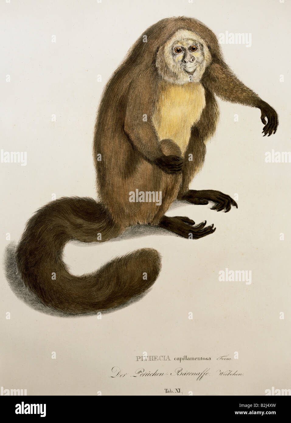 Zoologie/Tier, Säugetier/Säugetier, Affen, sakis, Pithecia Capillamentosa, weiblich, lithograph, farbig, von "Spiarum et Vespertilionum Brasiliensium Species novae", von Johann Baptisten von Spix (1780-1826), München, Deutschland, 1823, Bayerische Staatssammlung für Zoologie, Stockfoto