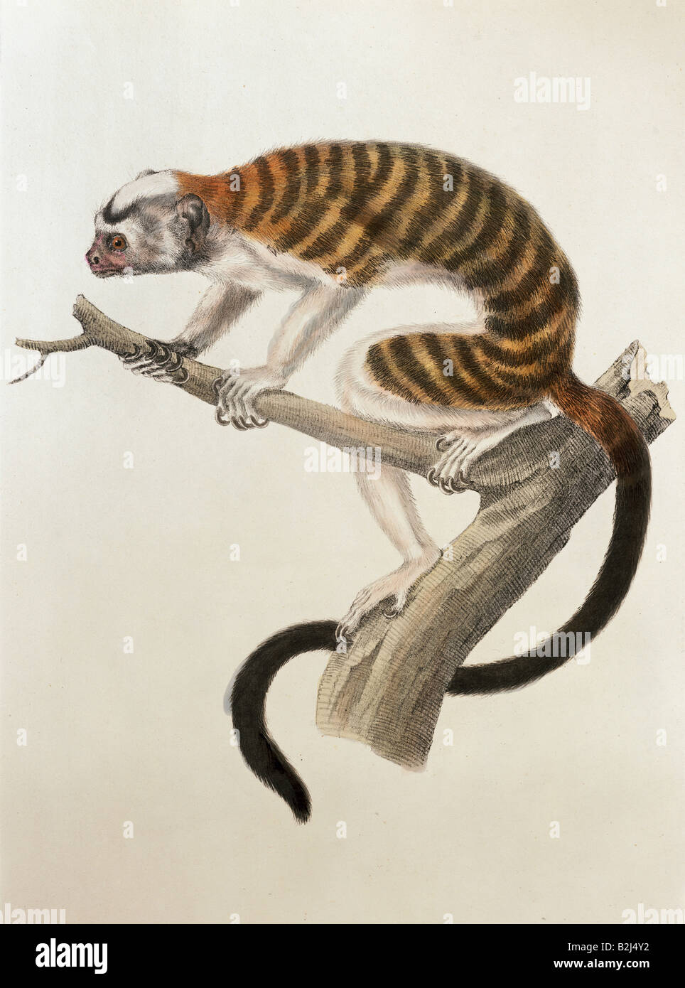 Zoologie/Tier, Säugetier/Säugetier, Affen, Tamarine (Saguinus), Saguinus, Stockfoto