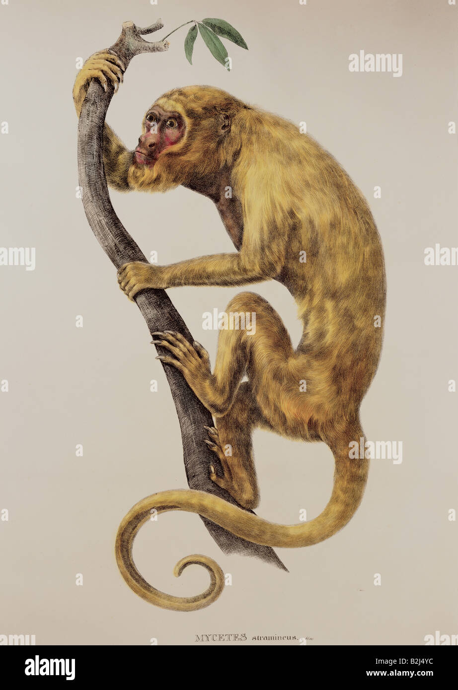 Zoologie/Tier, Säugetier/Säugetier, Affen, Heuler, Mycetes stramineus, männlich, lithograph, farbig, von 'Simiarum et Vespertilionum Brasiliensium Species novae', von Johann Baptiste von Spix (1780-1826), München, Deutschland, 1823, Bayerische Staatssammlung für Zoologie, Stockfoto