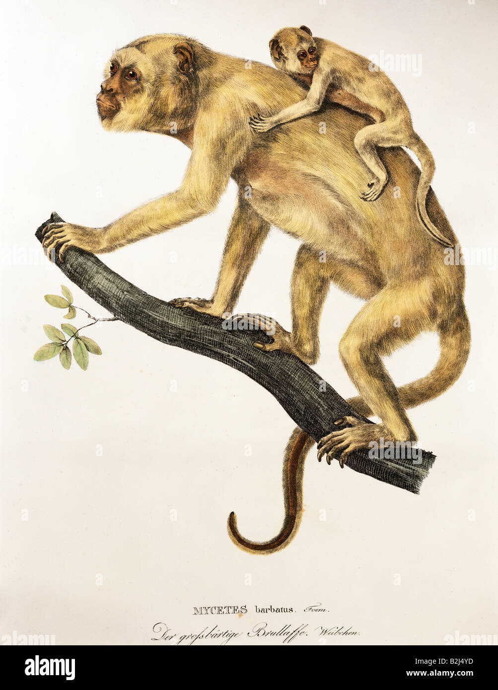 Zoologie/Tier, Säugetier/Säugetier, Affen, Heuler, Grauhänder (Mycetes barbatus), Weibchen mit Quader, lithograph, farbig, von 'Simiarum et Vespertilionum Brasiliensium Species novae', von Johann Baptiste von Spix (1780-1826), München, 1823, Bayerische Staatssammlung für Zoologie, Stockfoto