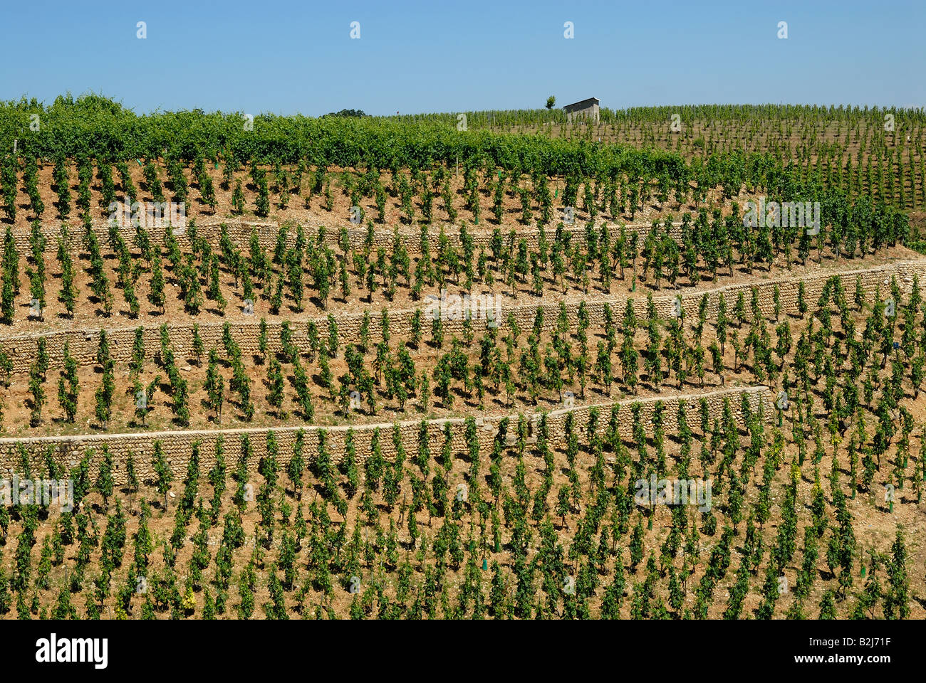 Weingut in der Provence, Frankreich Stockfoto